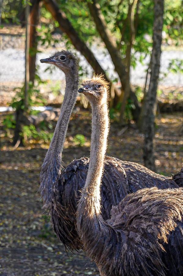 Hacienda La Huerta Puerto Plata, 1 Bdrヴィラ エクステリア 写真